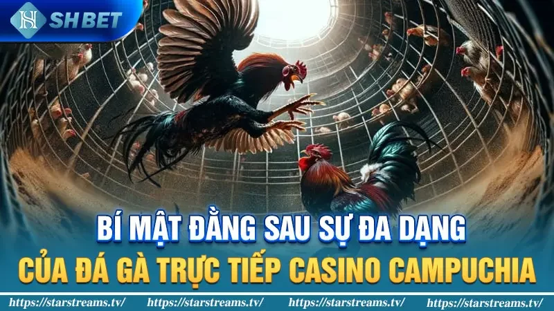 Trải nghiệm đá gà trực tuyến hấp dẫn tại Casino Campuchia 2 Bí mật đằng sau sự đa dạng của đá gà trực tiếp Casino Campuchia