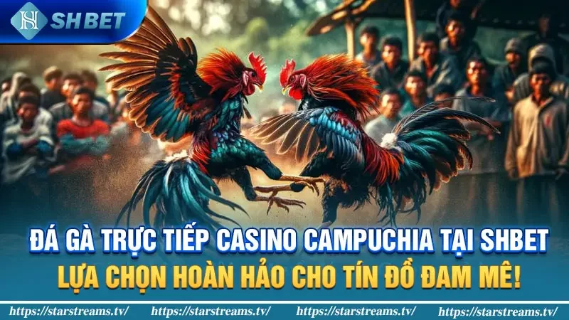Trải nghiệm đá gà trực tuyến hấp dẫn tại Casino Campuchia 4 Đá gà trực tiếp Casino Campuchia tại SHBET